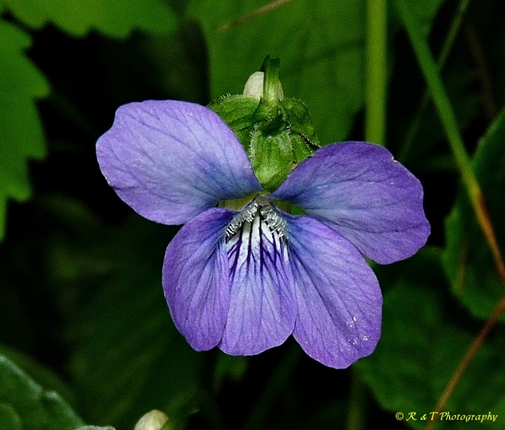 {Viola cucullata}